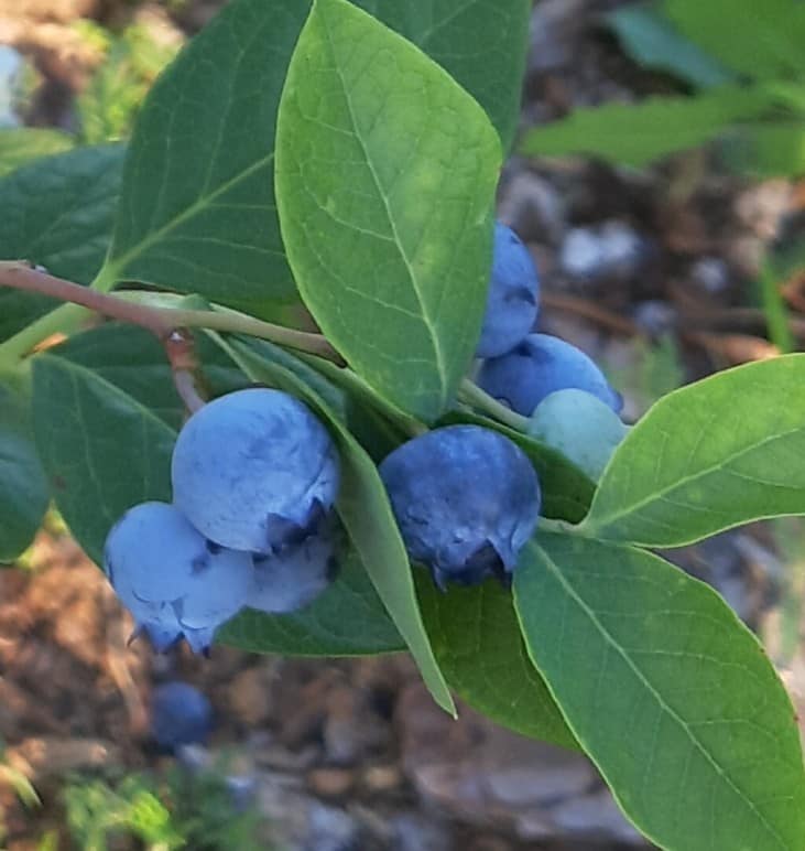 A Cluster of Blueberries