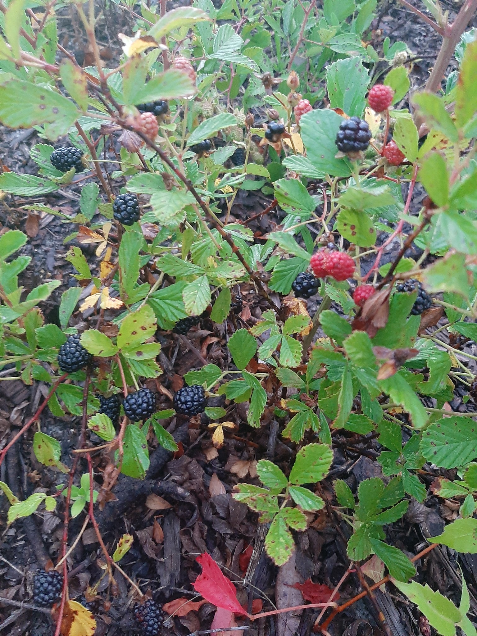 Blackberries in Chiefland Florida