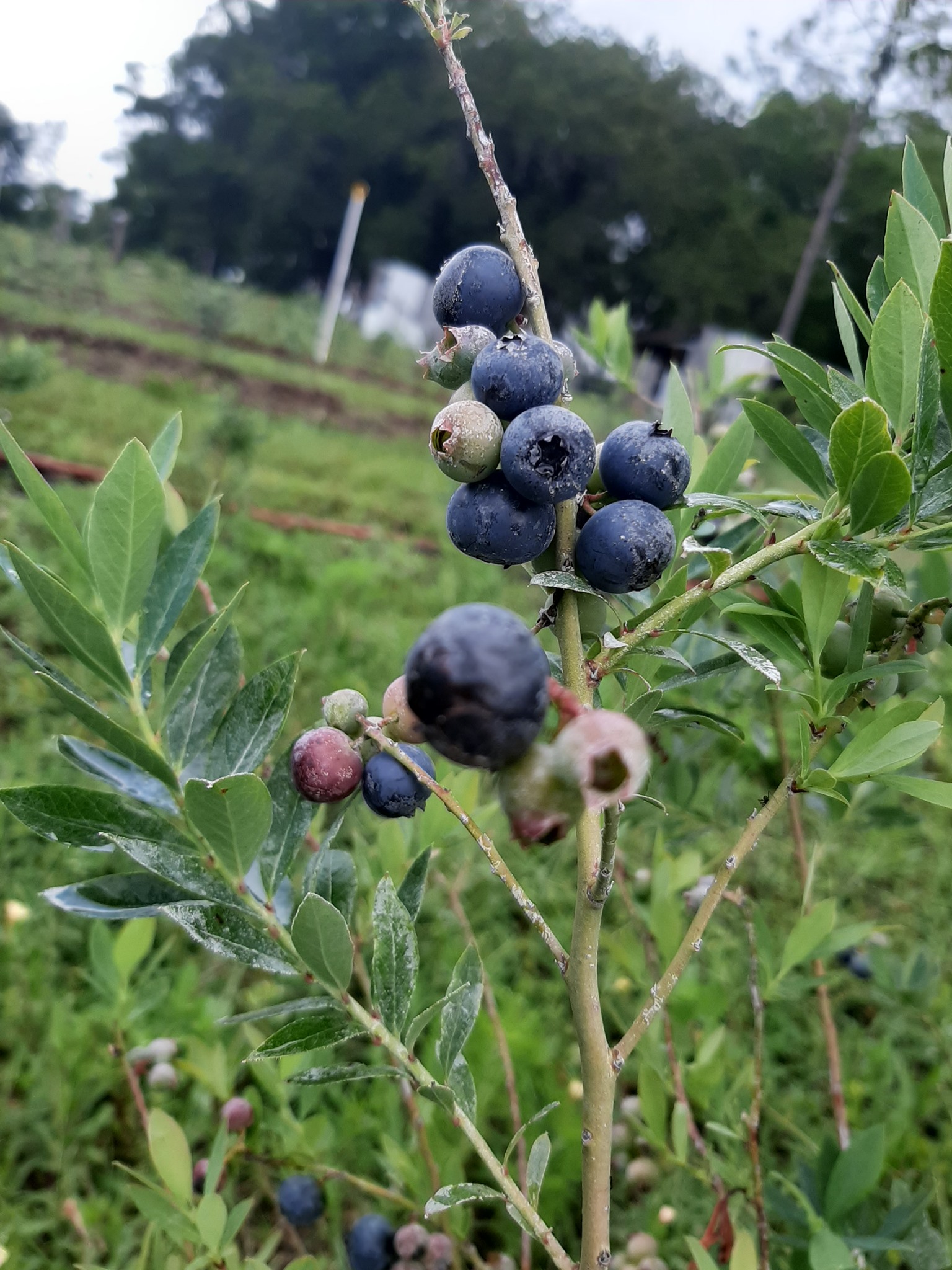 Chiefland Blueberries Winterbell