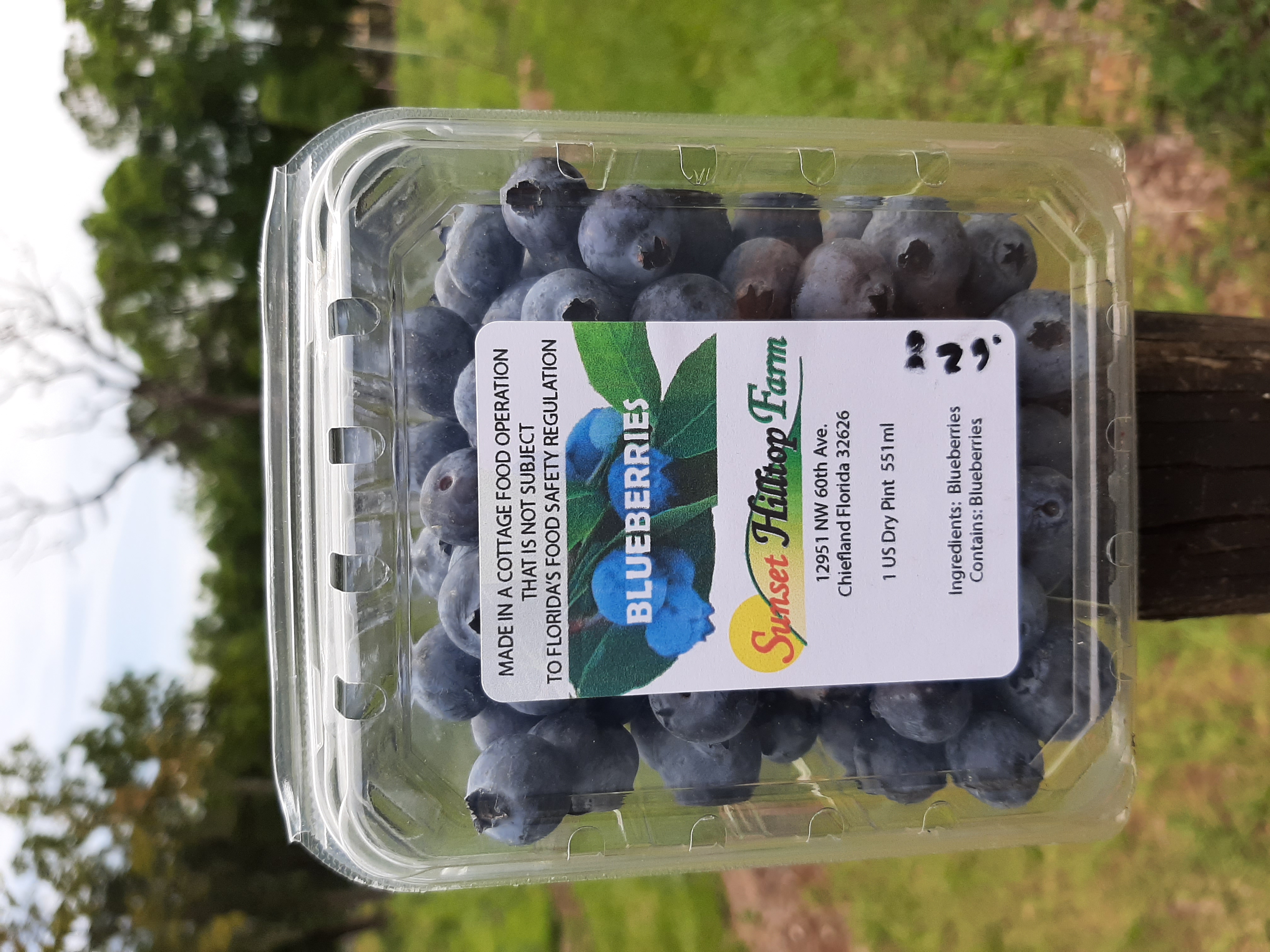 Our Container of Blueberries